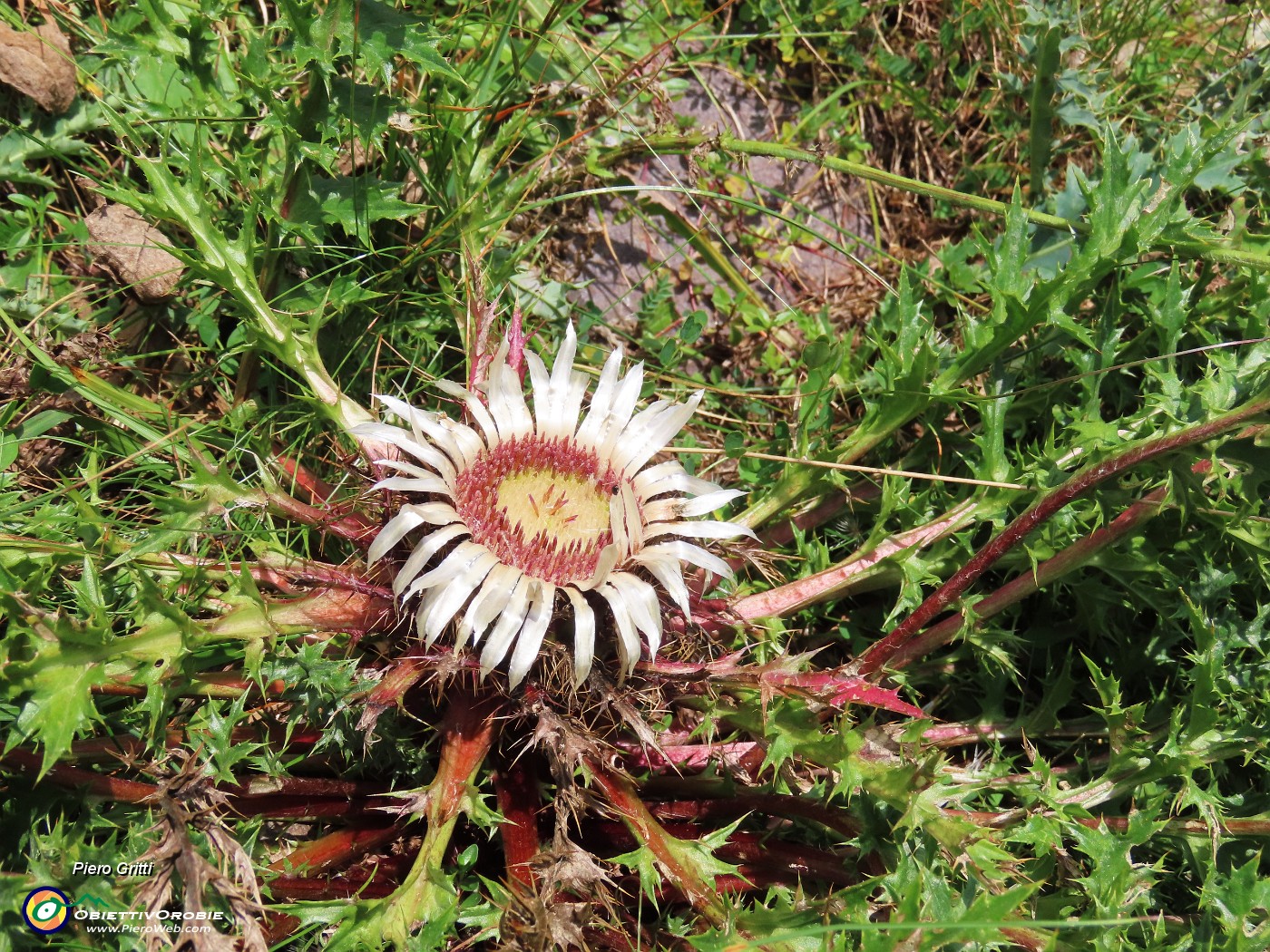 30 Comincia a fiorire anche la Carlina acaulis (Carlina bianca) .JPG